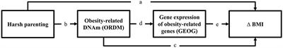 The Impact of Harsh Parenting on the Development of Obesity in Adulthood: An Examination of Epigenetic/Gene Expression Mediators Among African American Youth